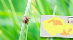 Teplé počasí s sebou přineslo klíšťata! Podívejte se, kde řádí nejvíce