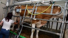Mléko zlevní, protože skončí evropské kvóty. Zemědělci zuří
