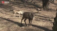 Návštěvníci ZOO ZABILI soba! Překrmili ho