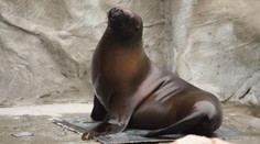 Záhadná smrt v liberecké zoo. Zemřela lachtaní samice Mano