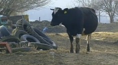 TÝRÁNÍ! Zvířata na farmě v Břestku trpí! Majitelka nezvládá péči
