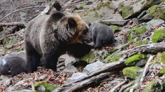 Medvědi na Slovensku nejsou přemnožení, říká nová studie