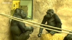 Z gorilího mláděte z pražské zoo je celebrita