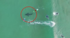 Surfaře překvapil obrovský žralok! Unikli na poslední chvíli. VIDEO