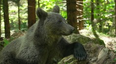 Rumunsko trápí medvědí turismus. Lidé chodí přímo k šelmám, končí to útoky