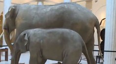 Uhynulé slůně bude znovu u otce. Také ho vystaví v muzeu