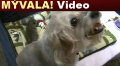 Fena KOJÍ malého MÝVALA! VIDEO