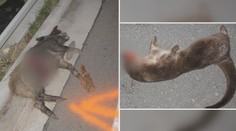 Střetů se zvířaty přibývá. Muž srazil tři divočáky, další zas vydru