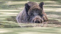 Šok u oblíbeného letoviska. Turisté na lodi natočili v moři velkého divočáka
