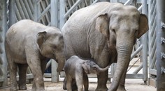 Údolí slonů: Tady žijí oblíbenci dětí v pražské Zoo