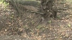 V ostravském lesíku našli mrtvolu mladé dívky