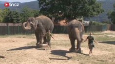 VIDEO: Sloní koupačka v ústecké zoo