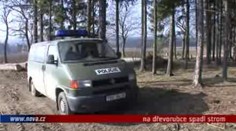VIDEO: Na dřevorubce spadl strom