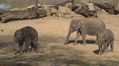 Dvojnásobná radost v pražské zoo. Slonice čekají opět mláďata