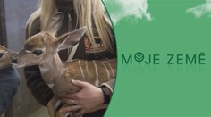 Obrovský úspěch! Zoo ve Dvoře Králové odchovala mláďata antilop
