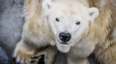 Smutná zpráva! V pražské zoo zemřela lední medvědice Bora