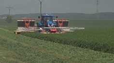 Těžké stroje zemědělců zabíjí tisíce zvířat ročně. Nová technologie tomu má zabránit