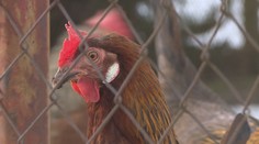 Další případy ptačí chřipky v Česku! Veterináři zavádí celostátní opatření