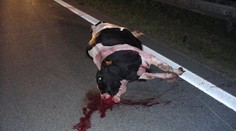 České krávy jezdí na porážku do Rakouska a Německa