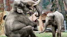Slonům se v novém výběhu pražské ZOO moc líbí. PODÍVEJTE SE ON-LINE