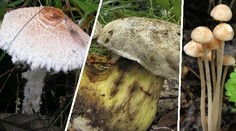 VELKÝ TEST - 2. kolo: Víte, zda tyto houby patří na talíř či nikoliv?