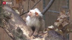 V Jihlavské zoo se narodily malé opičky