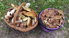 Lidé si už z lesů nosí plné košíky hub. Mykoložka radí, kde a jaké druhy hledat