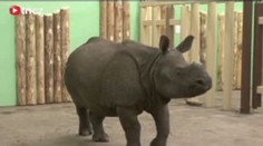 Do plzeňské zoo přicestovala samice nosorožce, samec dorazí v pátek