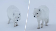 VIDEO: Úchvatná podívaná. Český fotograf zachytil nádherné záběry polárních lišek