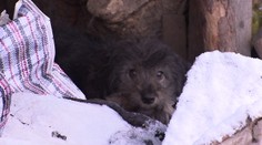 Veterináři chtěli zkontrolovat týraného psa. Majitelka je vyhodila