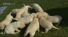 Fena labradora Barča má 13 zdravých štěňat, je to rarita
