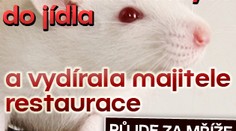 Nastražila si krysu do jídla a vydírala majitele restaurace. Půjde za mříže
