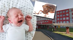 Porodnici v Mostě zamořily štěnice! Přivlekli je pacienti, tvrdí