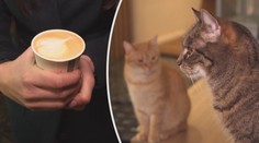 Káva na stojáka s kocourem v ruce! Jinou možnost kočičí kavárny nemají