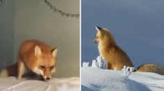 Liško, prostěradlo není sníh! Celý svět se jí směje nebo ji lituje