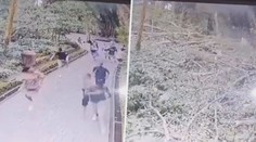 VIDEO: Tragédie v ráji. V oblíbené přírodní rezervaci spadl na lidi obří strom