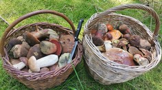 Houbové žně přicházejí. Letos je to nádhera, chlubí se houbaři plnými košíky