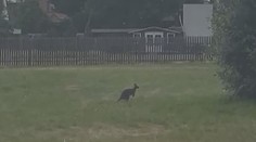 Na Chomutovsku se potuluje klokan. Lidé je tam už ale potkávají běžně
