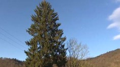 Letošní vánoční strom v Praze ozdobí už podruhé! Je starý 66 let