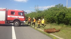 Dva býci zastavili dopravu na dálnici D8, policisté je zastřelili