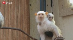 Vzácná kosmaní miminka řádí v jihlavské zoo