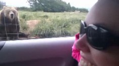 Video! Vychovaný medvěd mává tlapou turistům