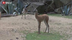 Jihlavská zoo hlásí dvě lamí mláďata, popáté za sebou je to kluk a holka