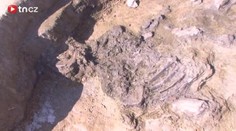 Archeologové našli v Telči devět set let starou kostru koně