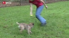 Zmrzačený pes se stal mistrem světa psovodů