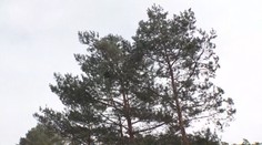 U dálnice D10 káceli stromy. Ohrožovaly řidiče