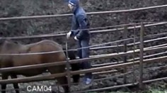 Muž si to ve výběhu rozdal s koněm! Netušil, že ho natáčejí