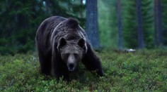 Medvěd na Slovensku vážně zranil muže. Šelmu hledá zásahový tým