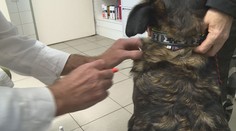 Novela veterinárního zákona přináší řadu změn. Platit začíná už v sobotu