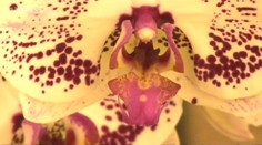 Začíná unikátní výstava ORCHIDEJÍ! Nejvzácnější pochází z Brazílie